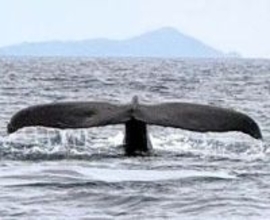 クジラに歓声「すごい、すごい！」　渡嘉敷小中の子ら、ホエールウオッチング体験