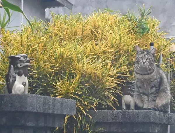 ［沖縄days］見守っています　沖縄・うるま市