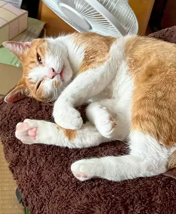 ［わが家のアイドル］「現金」なキジトラ