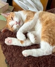 ［わが家のアイドル］「現金」なキジトラ