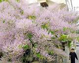 「玄関先に映える紫　フブキバナが開花　きょう3月20日は「春分の日」」の画像1