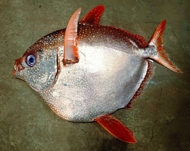 沖縄美ら海水族館が世界初の成功　アカマンボウ人工授精・ふ化　「大型外洋魚の繁殖理解に大きな知見」