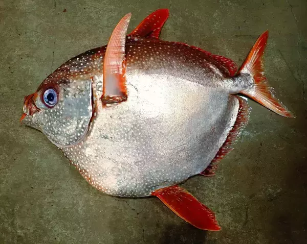 沖縄美ら海水族館が世界初の成功　アカマンボウ人工授精・ふ化　「大型外洋魚の繁殖理解に大きな知見」