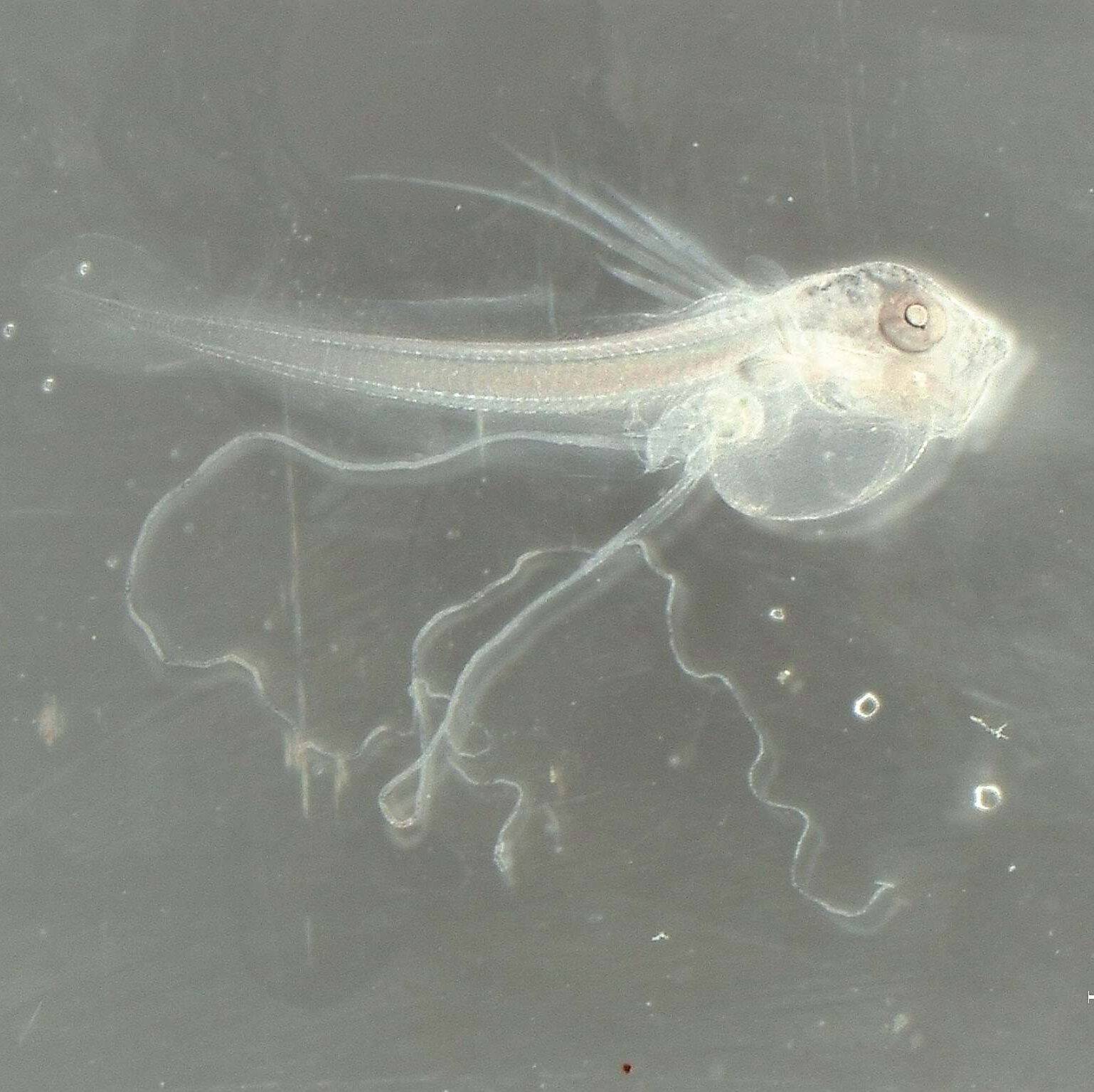 沖縄美ら海水族館が世界初の成功　アカマンボウ人工授精・ふ化　「大型外洋魚の繁殖理解に大きな知見」