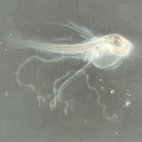 「沖縄美ら海水族館が世界初の成功　アカマンボウ人工授精・ふ化　「大型外洋魚の繁殖理解に大きな知見」」の画像2