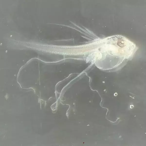 「沖縄美ら海水族館が世界初の成功　アカマンボウ人工授精・ふ化　「大型外洋魚の繁殖理解に大きな知見」」の画像