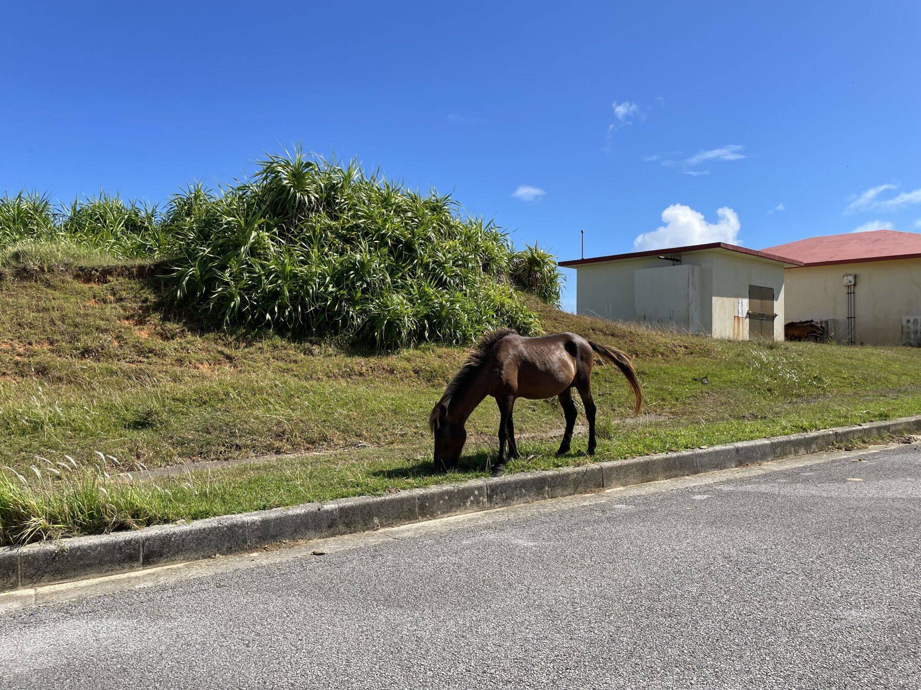 那覇大綱挽で盛り上がる３連休の天気は？　秋の訪れ告げる「ミーニシ」（新北風）が吹くころ