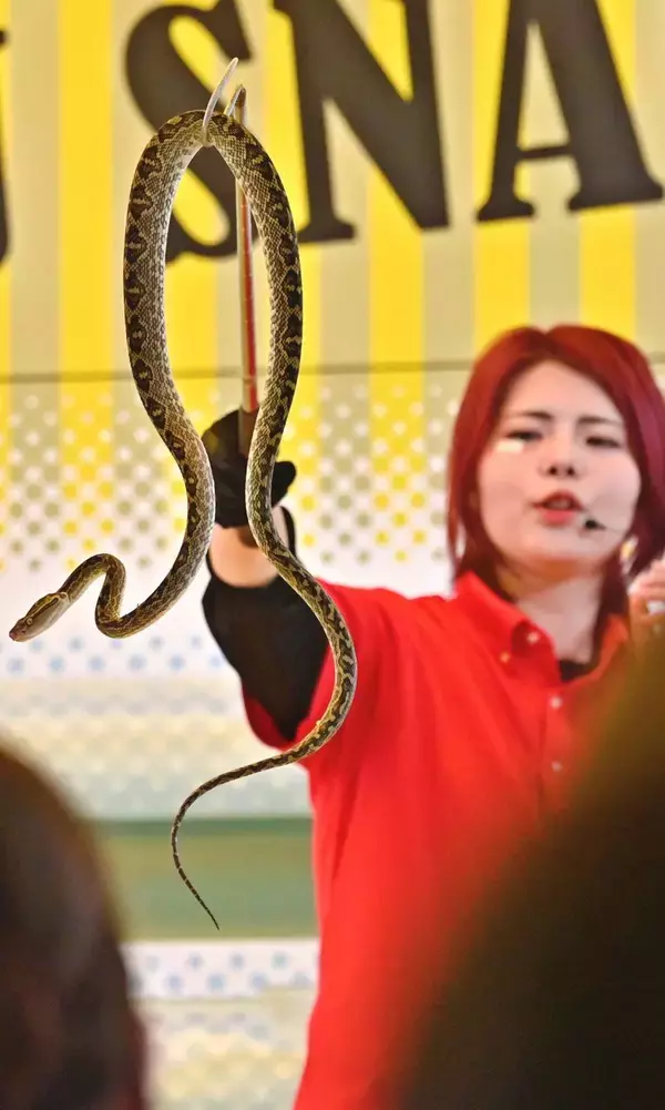 「ひんやり地底探検　ＧＷに人気　沖縄・南城のおきなわワールド（玉泉洞）【ＧＷ④】」の画像