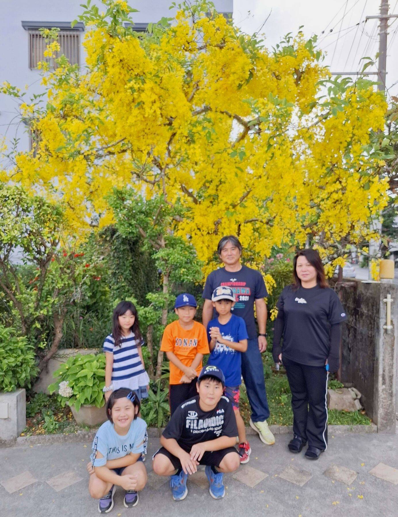 鮮やかな黄色い花にうっとり　名護の民家に咲くゴールデンシャワー　40年前に植えた木