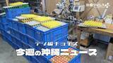「人気の「平飼い卵」を偽装販売　沖縄のブランド企業に何が【12月6日～12日 タイムス＋プラスから】」の画像1