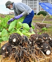 きょう12月22日は冬至　那覇市の予想最低気温は17度　沖縄・宜野湾市で雑炊用の田芋「ターンム」が収穫期