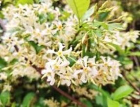 初夏彩る白い花　甘い香りのオキナワテイカカズラ　全体に毒、注意　沖縄・名護の旧国道331号沿い