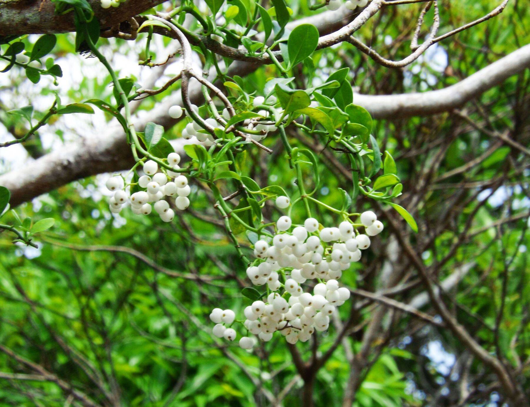 初夏彩る白い花　甘い香りのオキナワテイカカズラ　全体に毒、注意　沖縄・名護の旧国道331号沿い