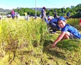 「毛虫がいてびっくり！」　嘉芸小5年生41人、田んぼで稲刈り初体験　金武町の伊芸・屋嘉区民が支援