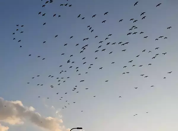 ［沖縄days］空を見上げると…　那覇市鏡原町