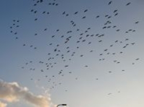 ［沖縄days］空を見上げると…　那覇市鏡原町