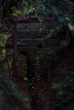 「森の川」を彩る光の点滅　ホタル飛び交う　沖縄・宜野湾市の森川公園