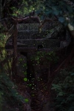 「森の川」を彩る光の点滅　ホタル飛び交う　沖縄・宜野湾市の森川公園