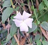 「仲尾トンネル付近で白い花　カオリカズラが咲き誇る　沖縄・名護市」の画像1