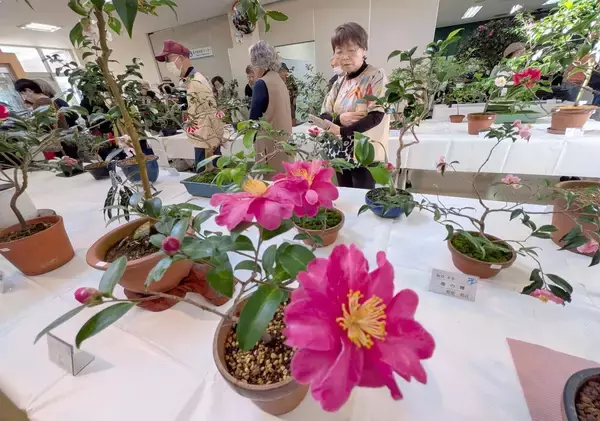 ツバキ愛好家ら愛でる　きょうまで第43回全沖縄展　那覇市おもろまち