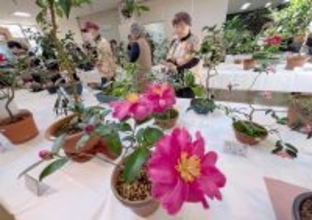 ツバキ愛好家ら愛でる　きょうまで第43回全沖縄展　那覇市おもろまち