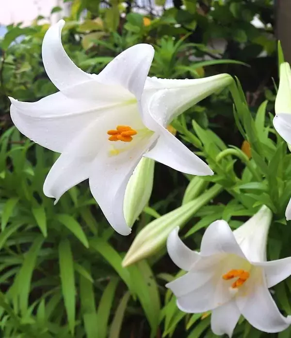 初夏告げる「ユン」　沖縄・石垣で咲く純白のテッポウユリ　見頃は4月中旬～下旬