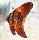 「まるで枯れ葉!?　水面たゆたう「ナンヨウツバメウオ」　沖縄美ら海水族館、繁殖に国内初成功」の画像1