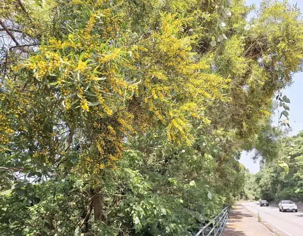 名護の屋我地島にほのかな香り　ソウシジュの黄色い花咲く　オオハマボウも鮮やか