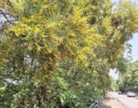 名護の屋我地島にほのかな香り　ソウシジュの黄色い花咲く　オオハマボウも鮮やか