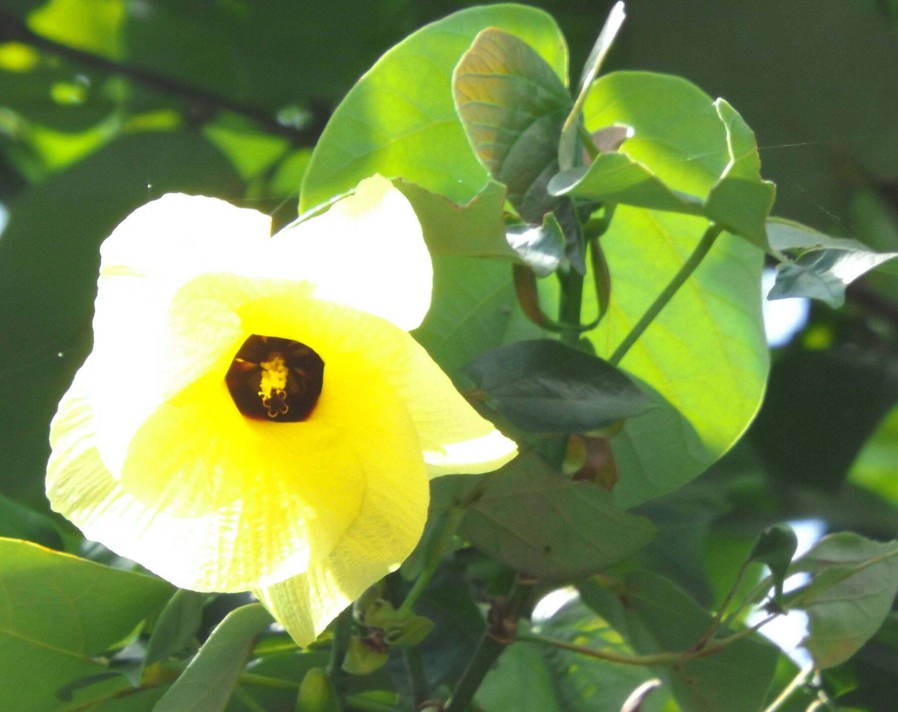 名護の屋我地島にほのかな香り　ソウシジュの黄色い花咲く　オオハマボウも鮮やか