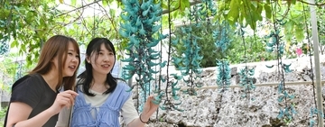 花に囲まれリラックス　カフェでスイーツも　沖縄・宮古島のユートピアファーム宮古島【ＧＷ⑧】
