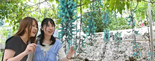 花に囲まれリラックス　カフェでスイーツも　沖縄・宮古島のユートピアファーム宮古島【ＧＷ⑧】