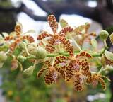 「絶滅危惧種が甘い香り放つ　イリオモテラン、石垣で開花」の画像1