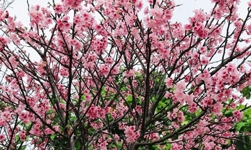 一足早い春の便り　カンヒザクラが見頃　鮮やかなピンクの花が満開に　沖縄・石垣市登野城