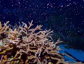 「サンゴの海」で産卵、ピンクに染まる　美ら海水族館、25年連続　SNSライブ配信も予定