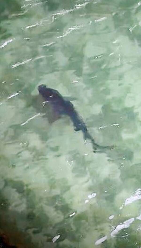 動画あり サメが観覧車の横の水路に 子どもだけど鋭い歯 と専門家 沖縄で魚を追って海に戻る 21年7月12日 エキサイトニュース