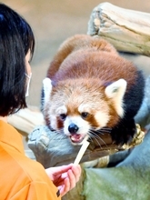山口と徳島の動物園から沖縄へようこそ　絶滅危惧種レッサーパンダのチャルとさくら