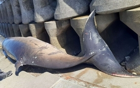 全長5メートルのクジラ、海岸に打ち上げられ死ぬ　全身に傷あり