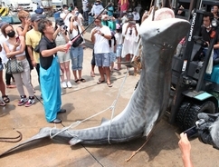 漁協リフトでも釣り上がらない大物サメ　４メートル４００キロ超えか　沖縄の八重山で１４２匹駆除　