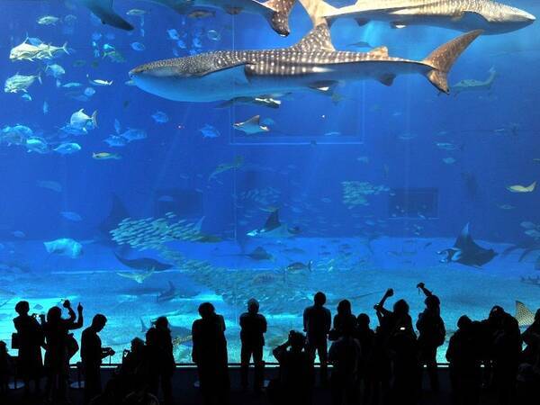 美ら海水族館と首里城公園 あすから再開 21年9月30日 エキサイトニュース