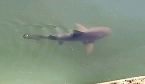 “どう猛”オオメジロザメ目撃　沖縄の牧港川で　水面から背びれ