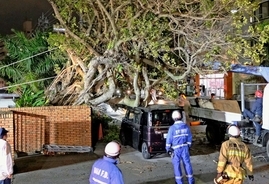 「あの木が倒れるなんて」原因不明の出来事に驚き　全長5mのガジュマルが車の屋根に