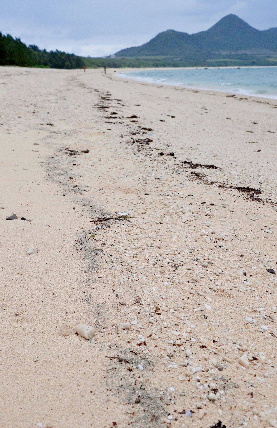 石垣島にも軽石漂着「これから大きい石が来る可能性」　沖縄全域に範囲拡大