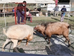 ゴツッと響くヤギの熱闘「ピンダアース」に観客沸く　多良間島で２年ぶり開催
