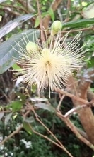 ブラシ状の花鮮やか　沖縄・名護の道越川でフトモモ開花　方言では「フート」とも