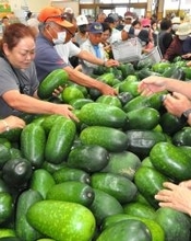 宮古島で「とうがんの日」に即売会　1500玉が1時間半で完売　「形きれいで質量ともにいい」