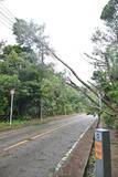 「【台風6号】恩納村　倒木で県道104号が約1.5キロの通行止め　村道利用した迂回呼びかけ」の画像1