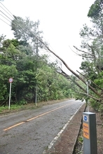 【台風6号】恩納村　倒木で県道104号が約1.5キロの通行止め　村道利用した迂回呼びかけ