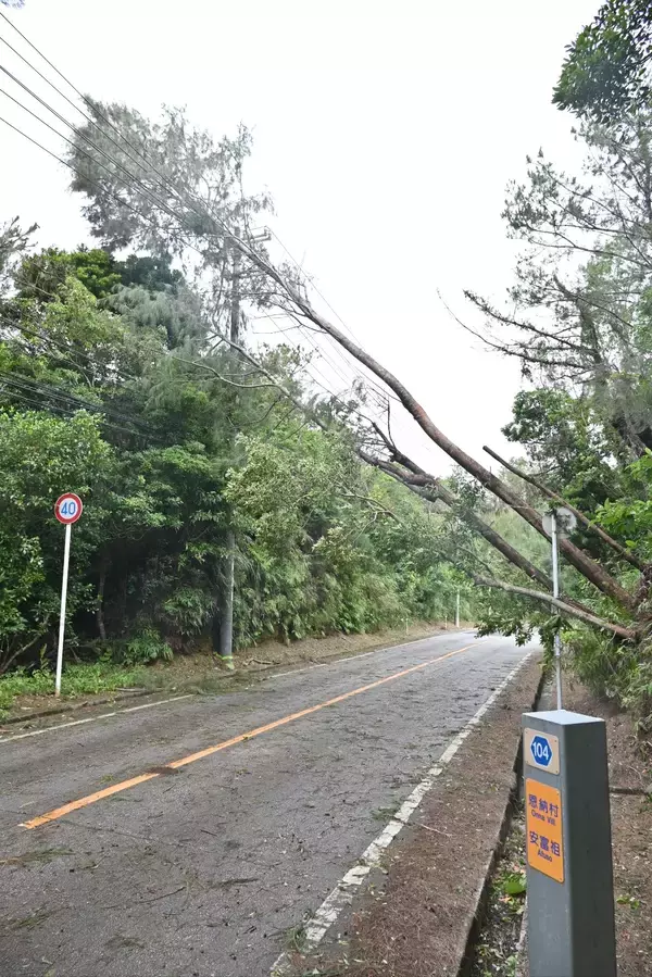 【台風6号】恩納村　倒木で県道104号が約1.5キロの通行止め　村道利用した迂回呼びかけ