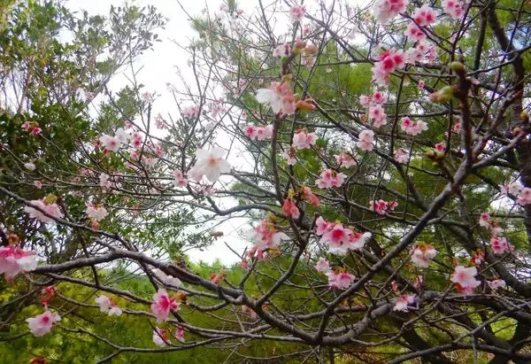 沖縄で桜が満開　ヒカンザクラ　沖縄気象台が発表